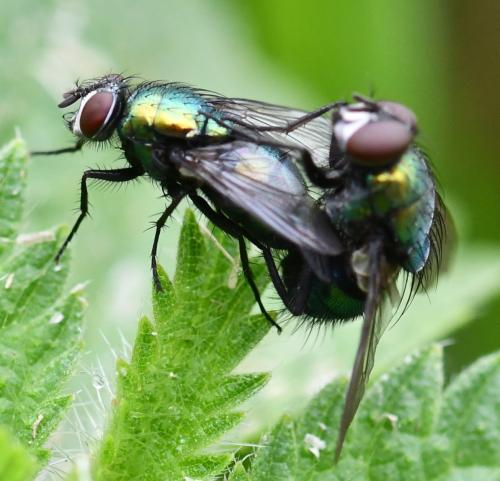 Lucilia silvarum